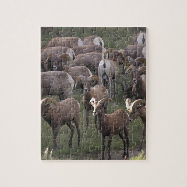 Young Bighorn Sheep Puzzle (Vertikal)