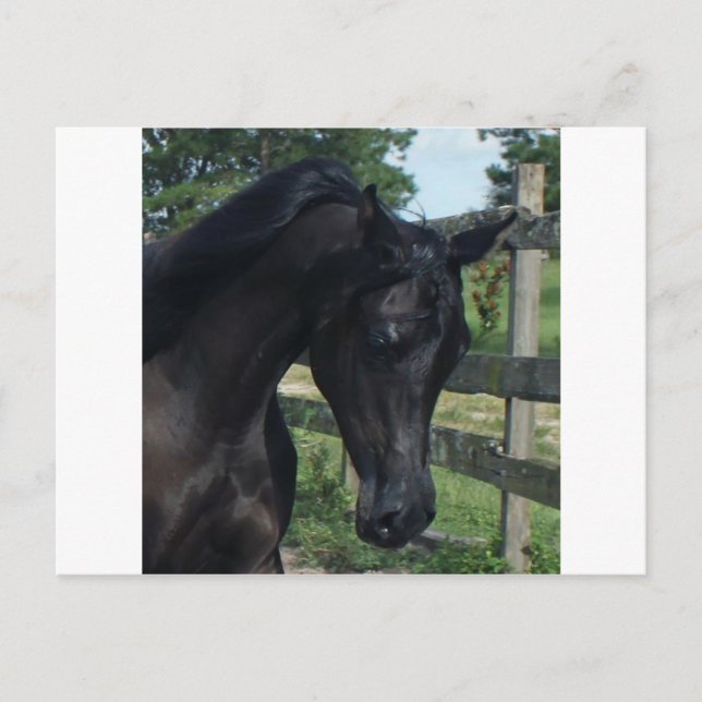 Young Black Arabian Hallion Postkarte (Vorderseite)