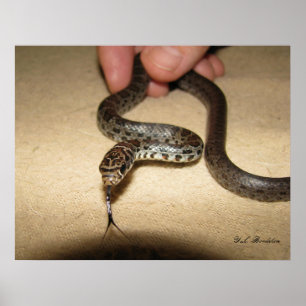 Young Black Racer Poster