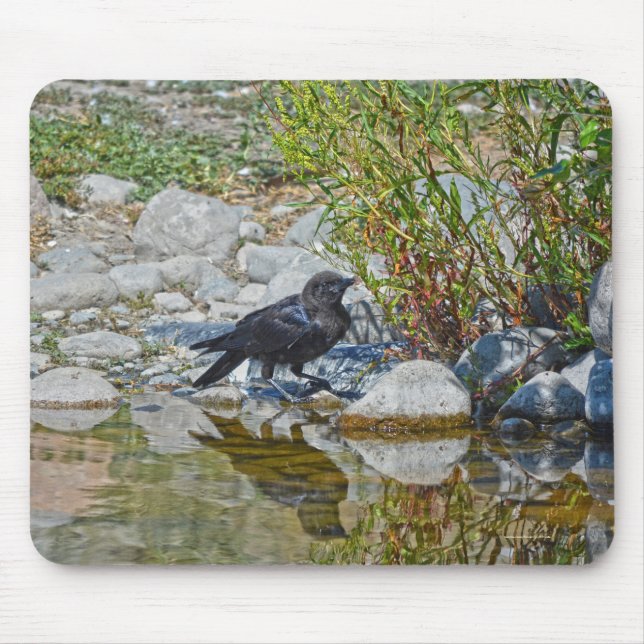 Young Black Raven reflektiert in Pool Mousepad (Vorne)