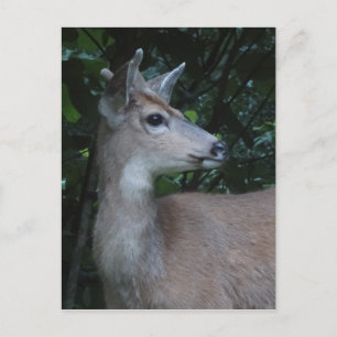 Young Black-Tailed Buck Postcard Postkarte