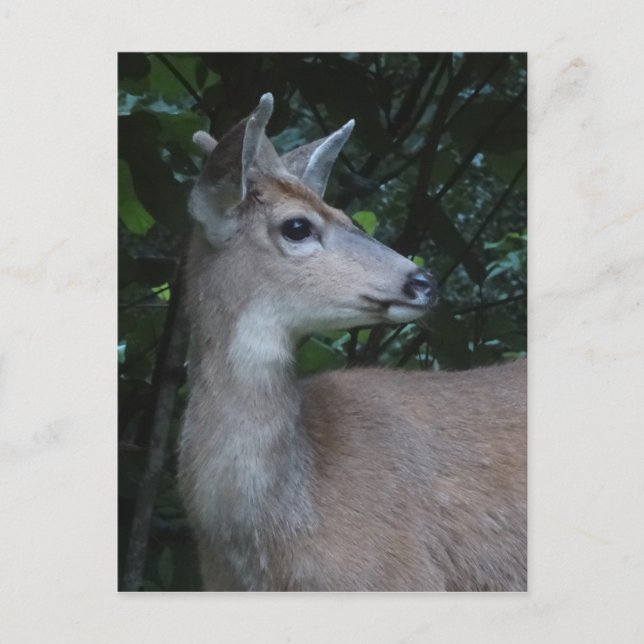 Young Black-Tailed Buck Postcard Postkarte (Vorderseite)