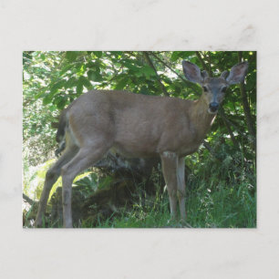 Young Black-Tails Buck Postcard 02 Postkarte