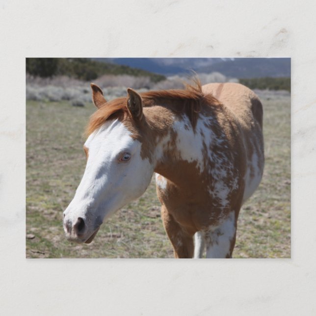 Young Blue Eyes Postkarte (Vorderseite)