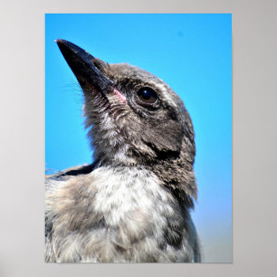 Young Blue Jay Poster