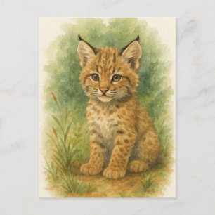 Young Bobcat Kitten Cat Baby Wild Animes Postcard Postkarte