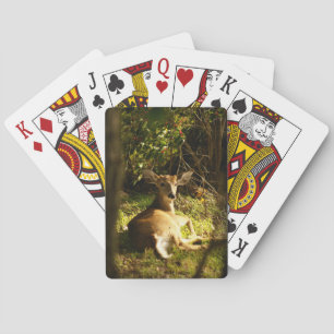 Young Buck Bicycle Playing Cards Spielkarten
