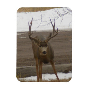 Young Buck Flexibler Magnet