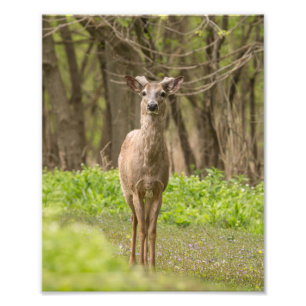 Young Buck Fotodruck