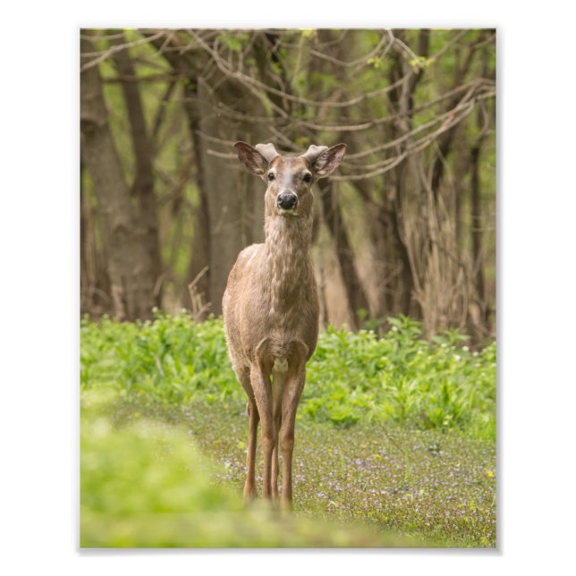 Young Buck Fotodruck (Vorne)