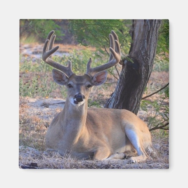 Young Buck Magnet (Vorne)