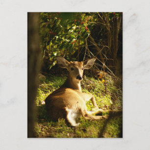 Young Buck Post Card Postkarte