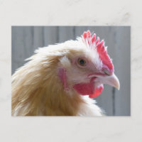 Young Buff Orpington Heritage Chicken Roo