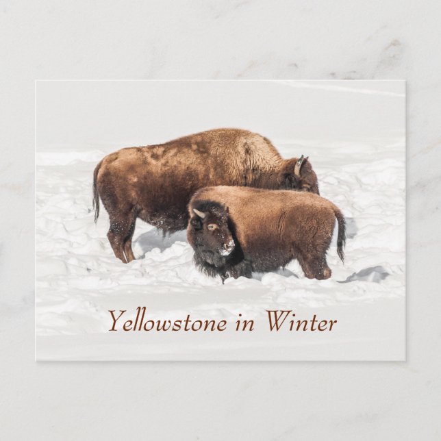 Young Buffalo oder Bison mit Mutter im Winter Postkarte (Vorderseite)