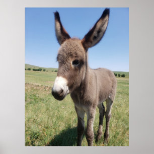 Young Burro, Custer Staat Park, South Dakota Poster