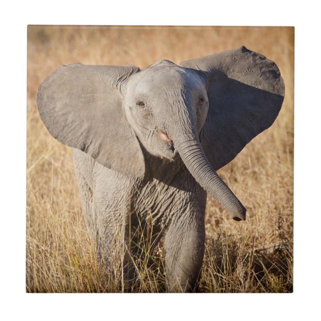 Young Bush Elephant Fliese (Vorderseite)