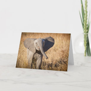 Young Bush Elephant Karte
