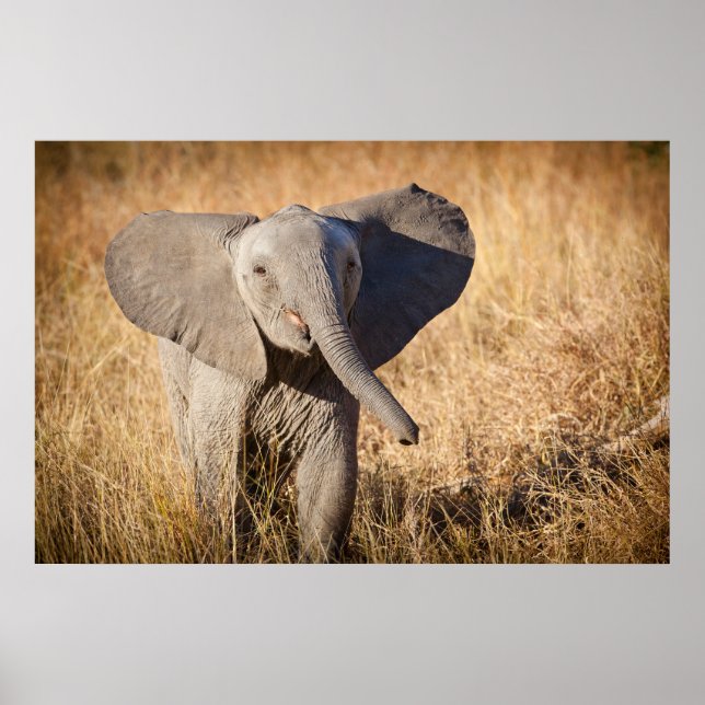 Young Bush Elephant Poster (Vorne)