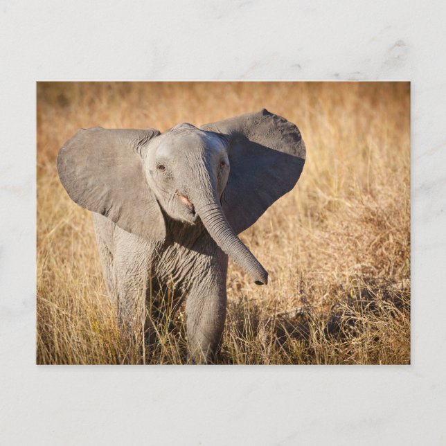 Young Bush Elephant Postkarte (Vorderseite)