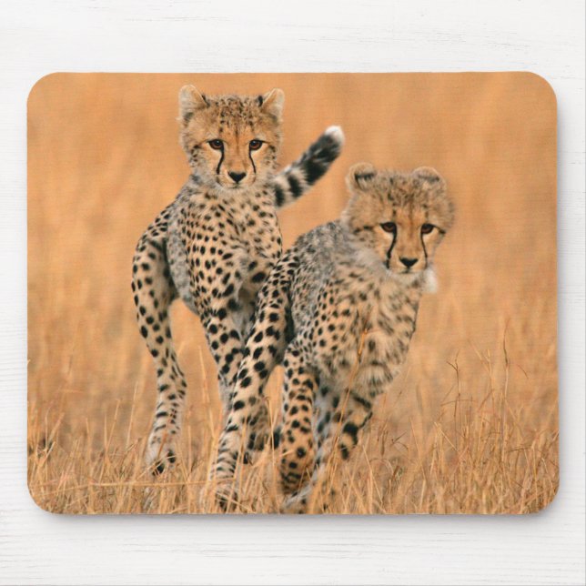 Young Cheetahs (Acinonyx Jubatus) Running Mousepad (Vorne)