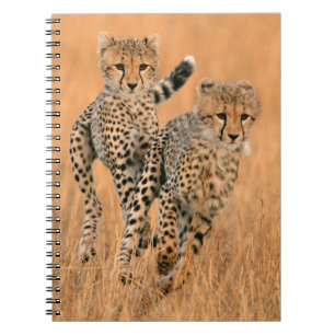 Young Cheetahs (Acinonyx Jubatus) Running Notizblock