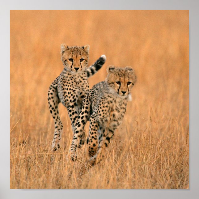 Young Cheetahs (Acinonyx Jubatus) Running Poster (Vorne)