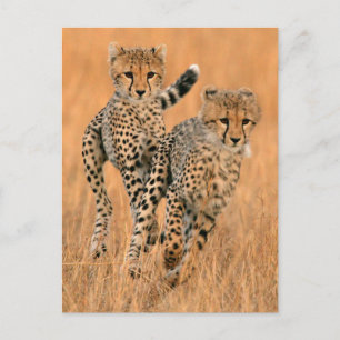 Young Cheetahs (Acinonyx Jubatus) Running Postkarte
