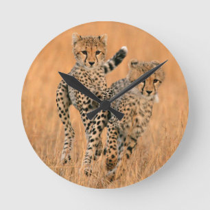 Young Cheetahs (Acinonyx Jubatus) Running Runde Wanduhr