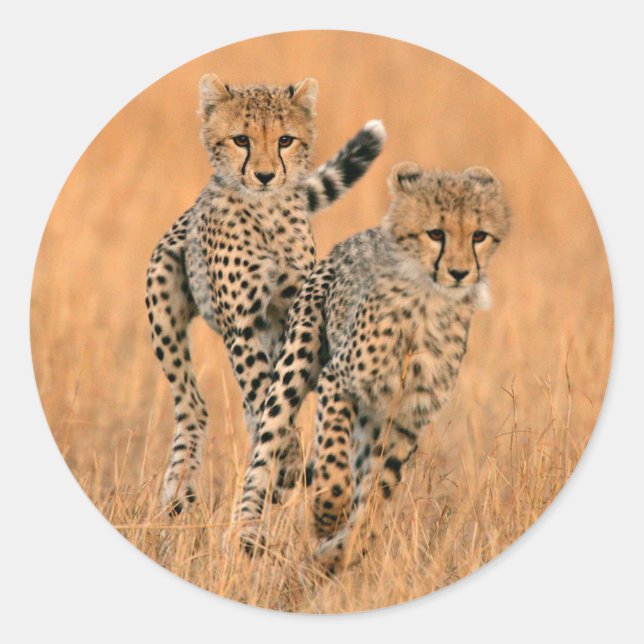 Young Cheetahs (Acinonyx Jubatus) Running Runder Aufkleber (Vorderseite)