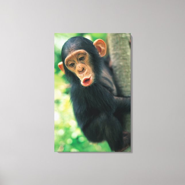 Young Chimpanzee (Pan troglodytes) Leinwanddruck (Vorderseite)