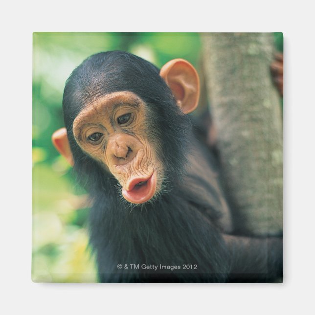 Young Chimpanzee (Pan troglodytes) Magnet (Vorne)