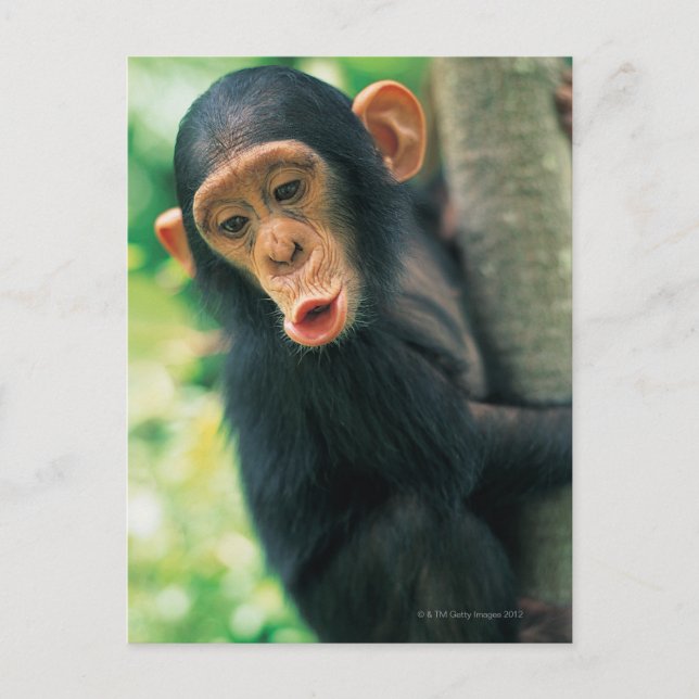 Young Chimpanzee (Pan troglodytes) Postkarte (Vorderseite)