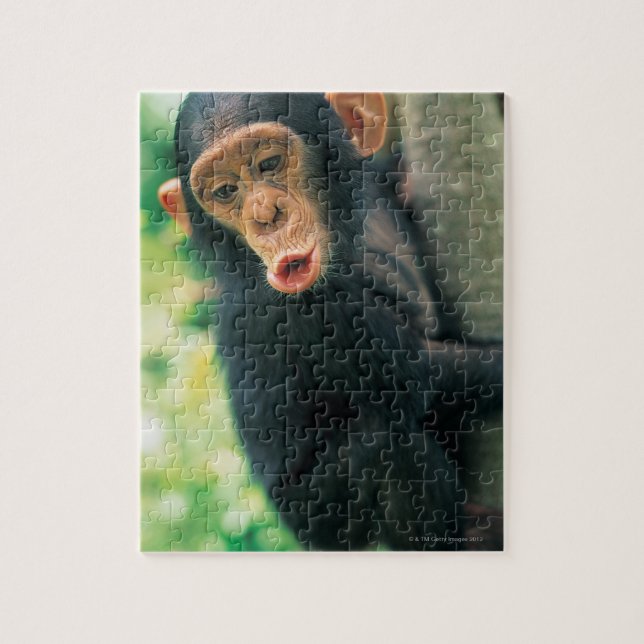 Young Chimpanzee (Pan troglodytes) Puzzle (Vertikal)