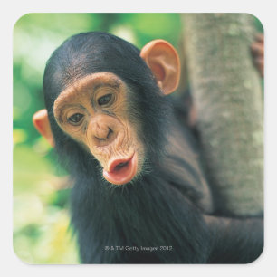 Young Chimpanzee (Pan troglodytes) Quadratischer Aufkleber