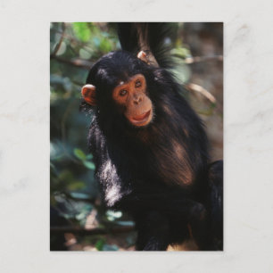 Young Chimpanzee Postkarte