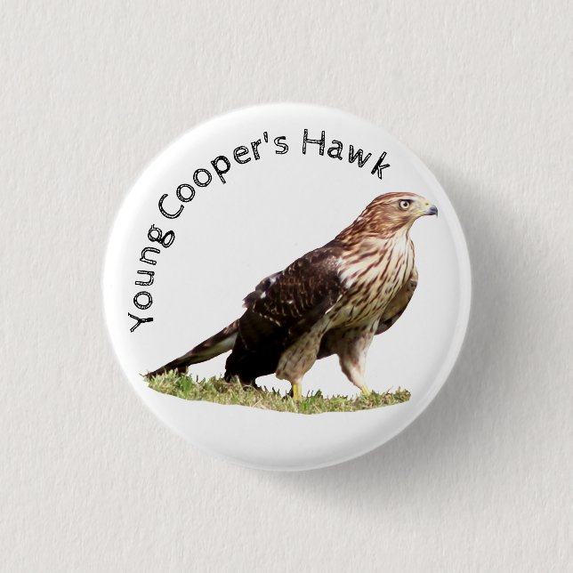 Young Cooper's Hawk Button (Vorderseite)