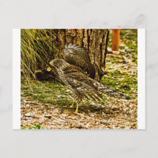 Young Coopers Hawk Postkarte
