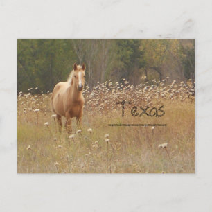 Young Country Horse Texas Postcard Postkarte