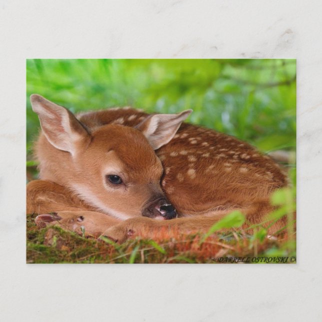 Young_Deer_Fawn-1 Postkarte (Vorderseite)