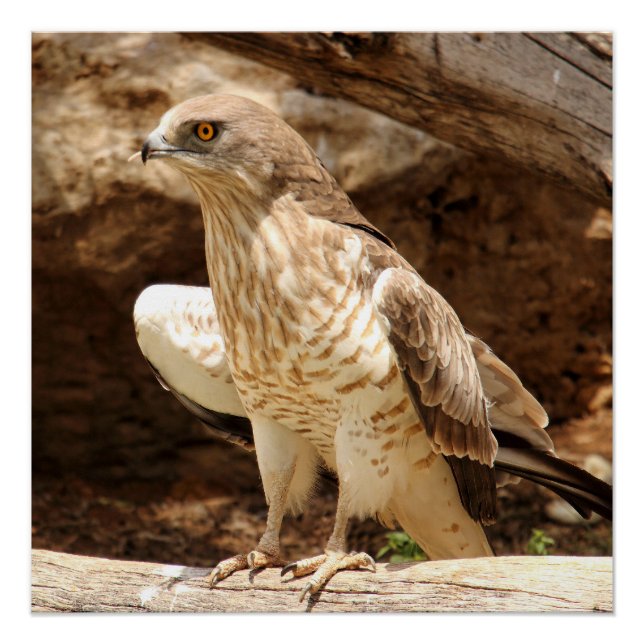 Young Eagle Perfect Poster (Vorderseite)