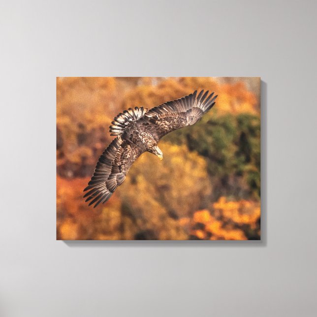 Young Eagle Wings Autumn Canvas Print Leinwanddruck (Vorderseite)
