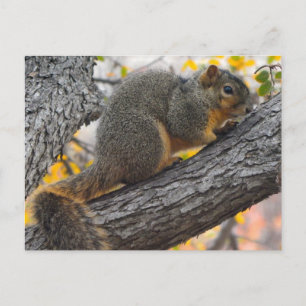 Young Eichhörnchen in Tree Postkarte