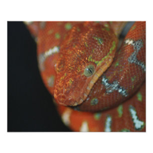 Young Emerald Tree Boa Fotodruck