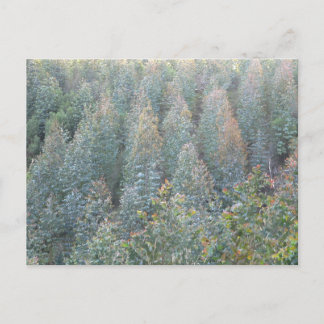 Young Eukalyptus Plantation Postkarte