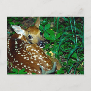 Young Fawn Postkarte