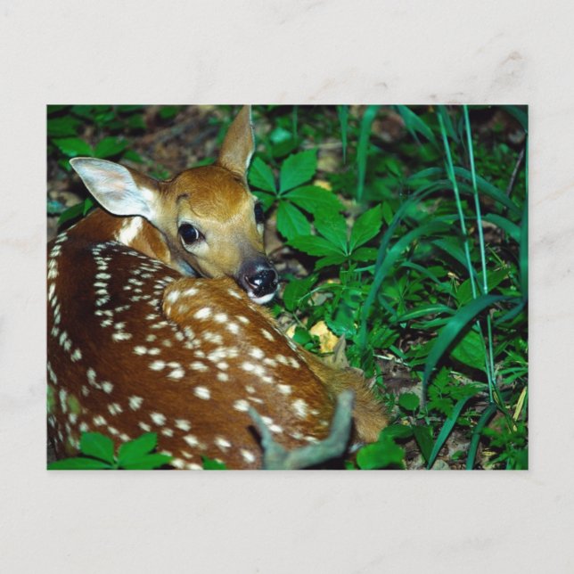 Young Fawn Postkarte (Vorderseite)