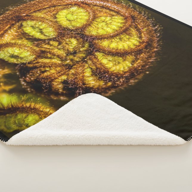 Young Fern Blätter Sherpadecke (3/4)