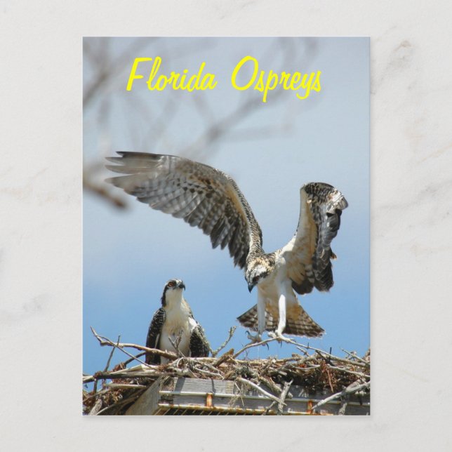 Young Florida Ospreys Postcard Postkarte (Vorderseite)