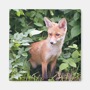 Young Fox 1 Magnet