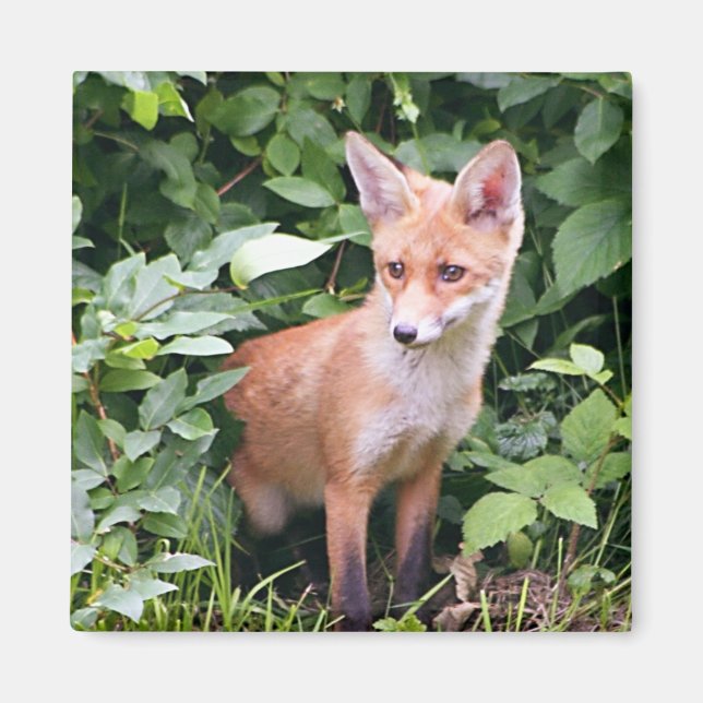 Young Fox 1 Magnet (Vorne)